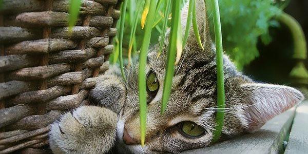 safe plants for cats