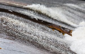 salmon jumping in a river
