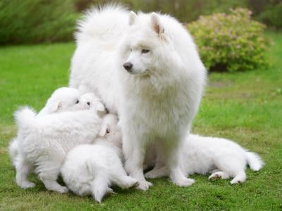 samoyed dog nursing puppies