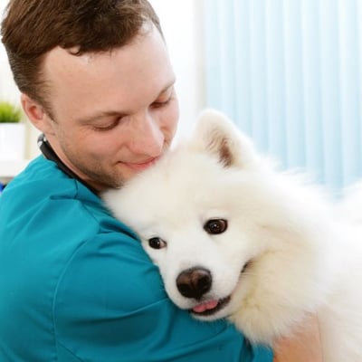 samoyed dog putting his head on a veterinarians shoulder