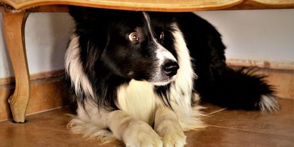scared looking border collie hiding under chair with whale eye