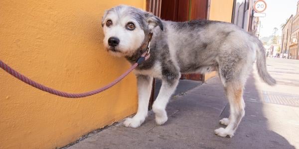 scared looking dog with ears back paw lift and whale eye