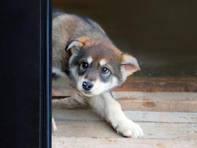 scared puppy body language 400 canva