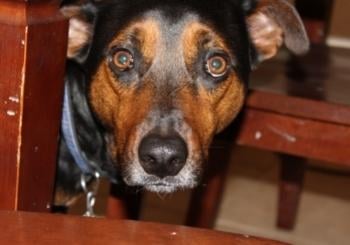 scared shepherd mix dog hiding under table