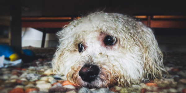 scared white dog hiding under couch