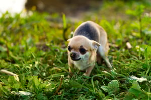scared-dog-body-language
