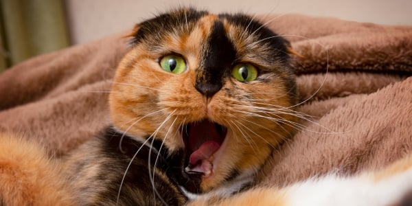 scottish fold orange cat coughing