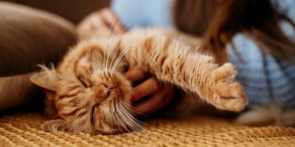 scratching foster cat under the chin