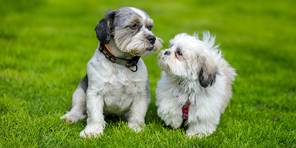 tips for adding a new dog to the family
