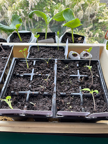 seedlings after removing dome and potting some up