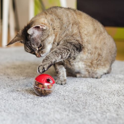 senior cat playing with a small ball filled with food