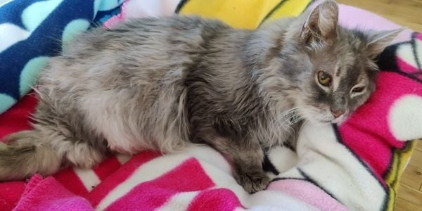 senior cat with cancer lying on a colorful blanket