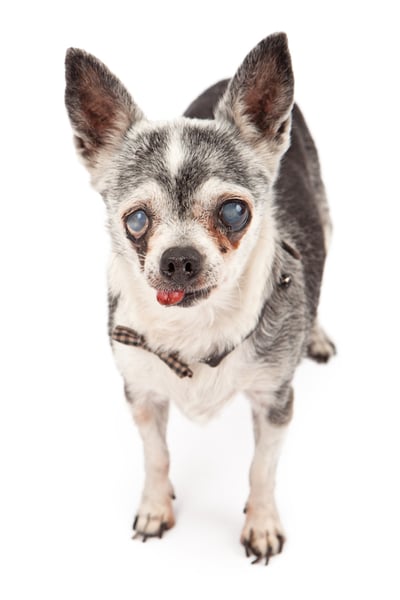senior chihuahua dog with cloudy eyes-Shutter