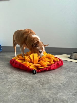 senior chihuahua mental enrichment with snuffle mat