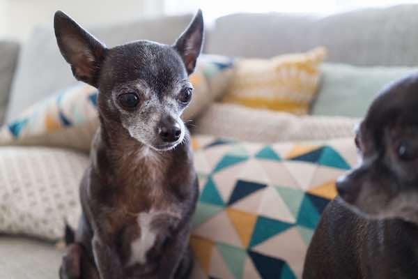 senior chihuahua sitting by couch