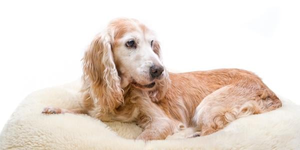 senior cocker spaniel resting on dog bed