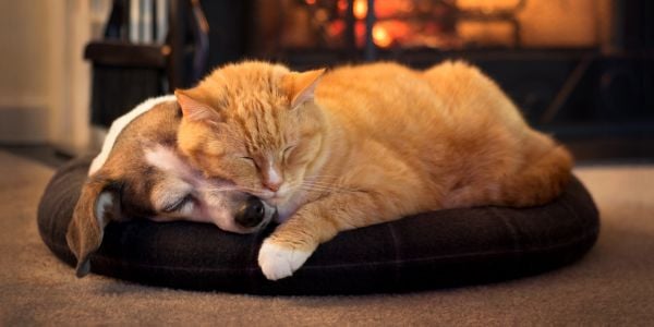 senior dog and cat sleeping together by the fire