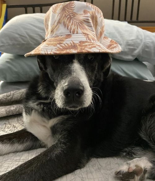 senior dog sam wearing a funny hat