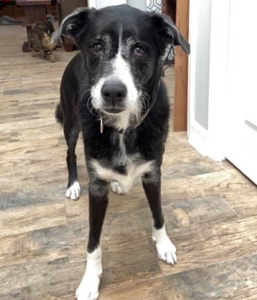 senior dog same standing in a hallway