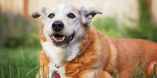 senior dog sitting in yard