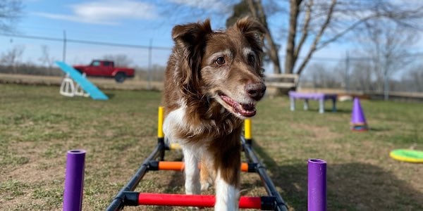senior dog staying active with agility practice