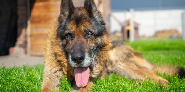 senior german shepherd lying outside panting-canva
