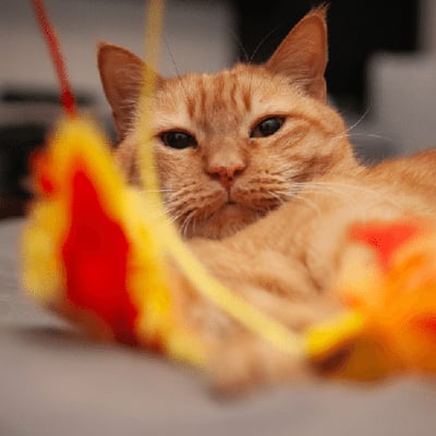 senior ginger cat playing with toy