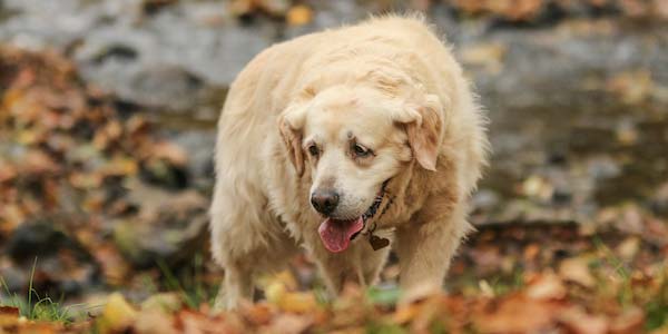 senior golden retriever showing signs of bloat 600 shutterstock