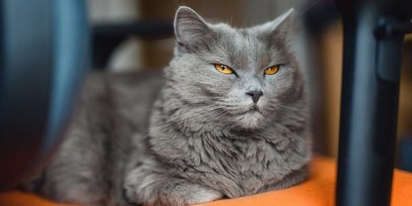 gray burmese cat with yellow eyes lying down