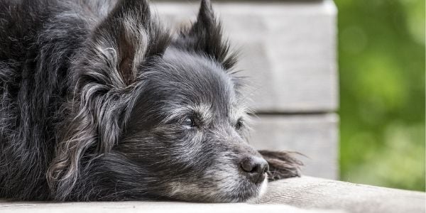 senior in pain lying down outside