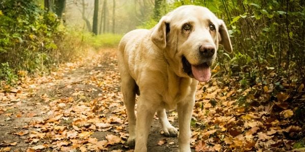 senior labrador dog with laryngeal paralysis walking in the woods