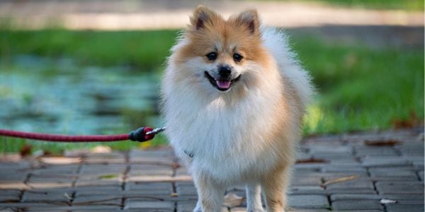 senior pomeranian going for a walk