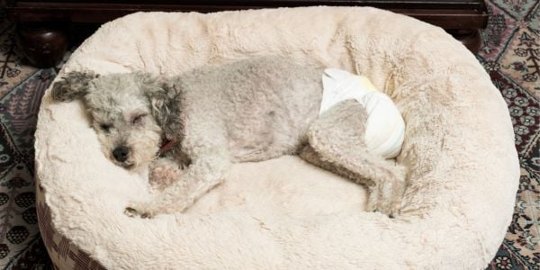 senior poodle mix dog wearing a diaper and sleeping
