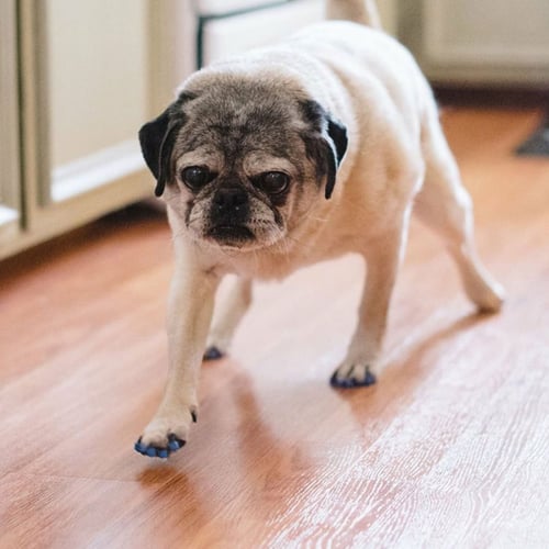 senior pug wearing dr buzby toegrips for mobility