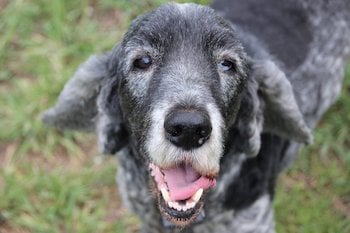 senior dog smiling