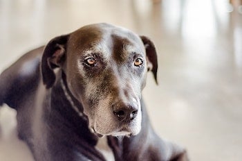 senior-dog-couch
