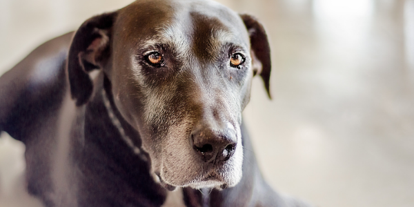 senior dog with a gray muzzle