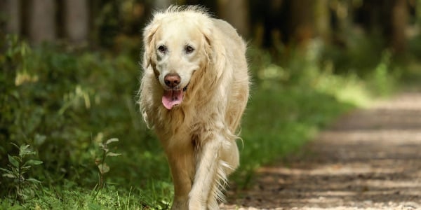 senior golden retriever walking