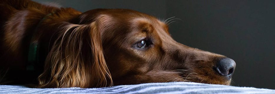 Separation Anxiety In Dogs (the symptoms and how to help your dog)