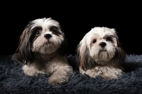 Two small dogs laying next to each other