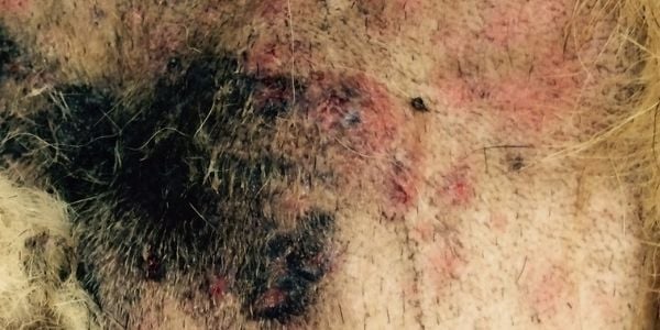 severe case of hot spot on dog skin-PV
