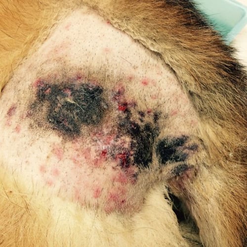 dog heat rash treatment