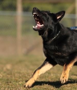 shepherd dog on prong collar barking