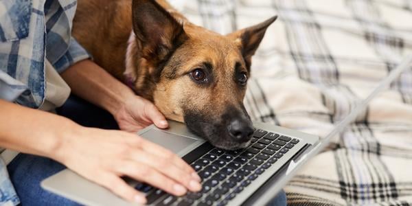 shepherd mix dog laying head on persons laptop while they work