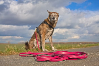 shepherd mix dog sitting next to his biothane long leash
