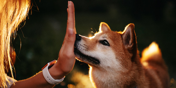 shiba inu touching nose to owners hand
