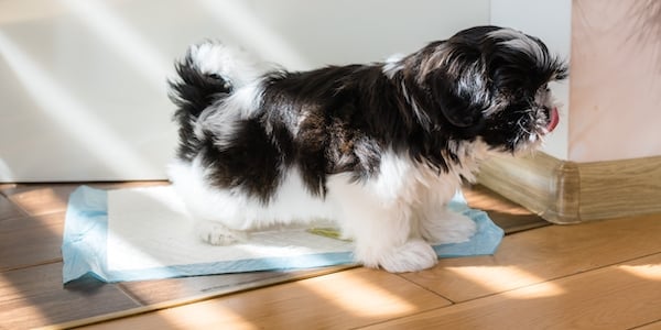 shih tzu puppy pottying on pad