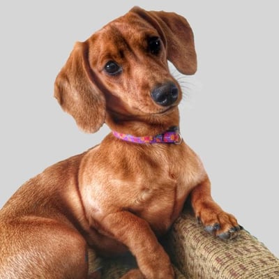 short haired dachshund posing for a photo-canva