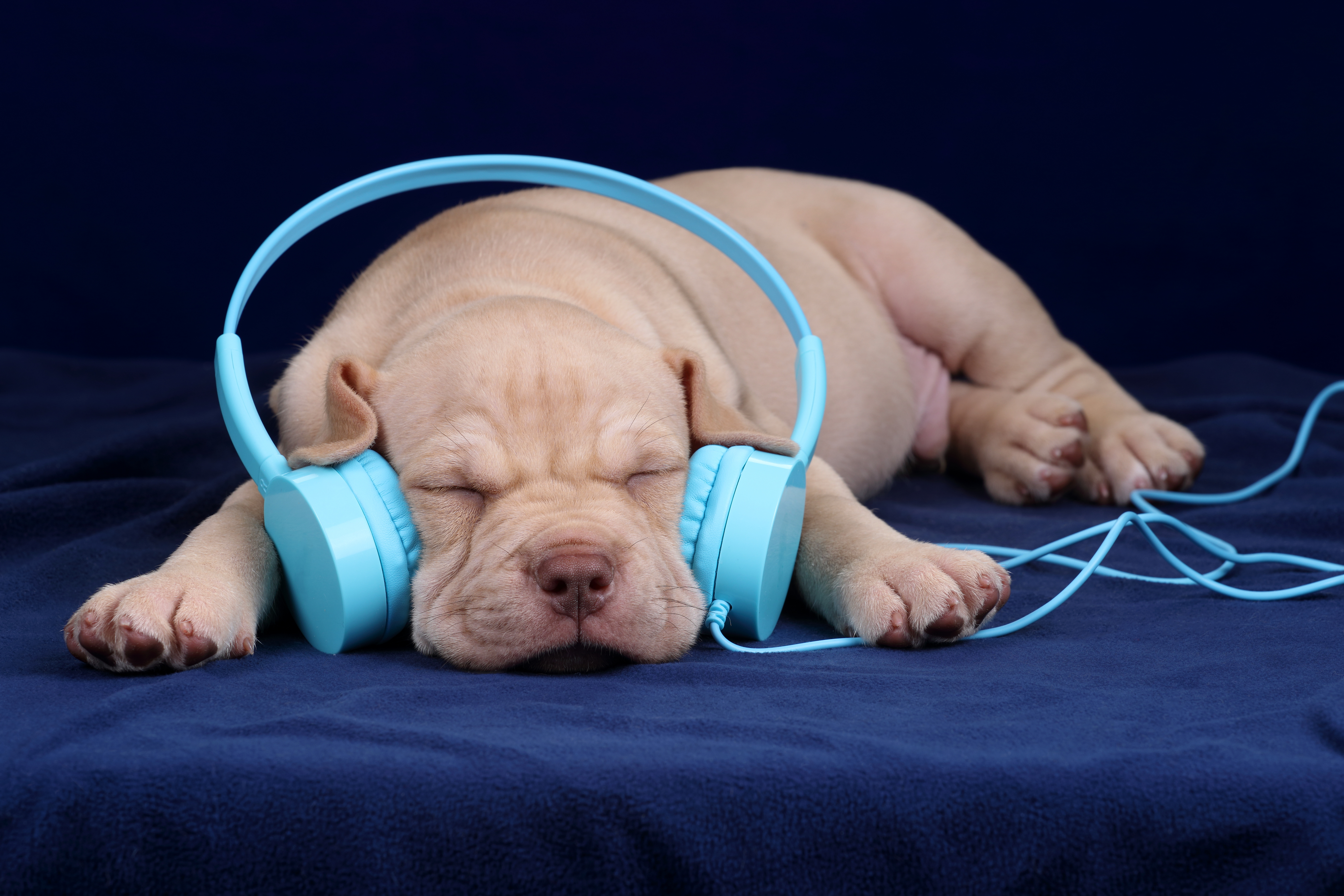 calm dog music player