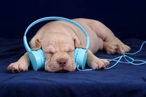puppy-sleeping-to-calming-music